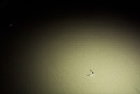 a small worm sitting on the ground at night
